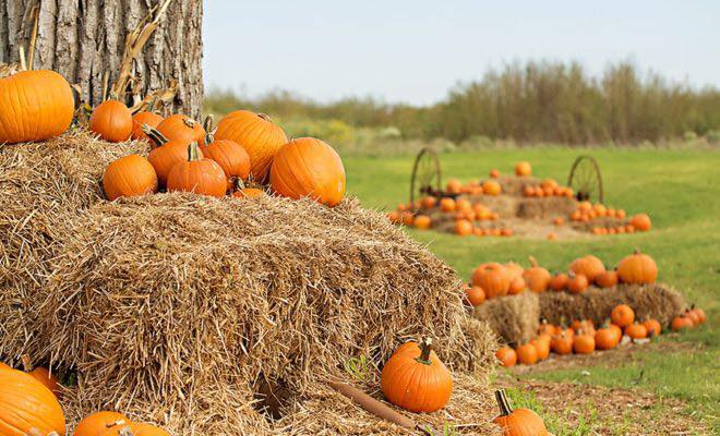 Nov 3 Adult Halloween Pumpkin Patch Spookyinc 6083