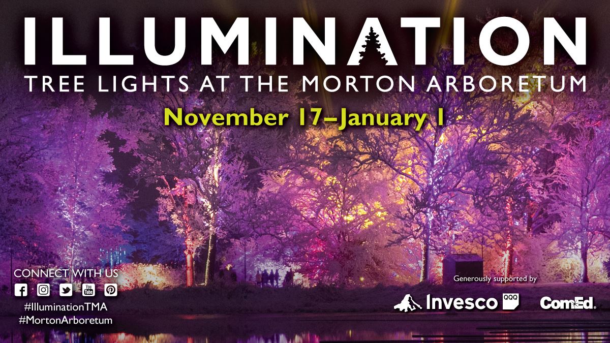 Now – Jan 1 Illumination: Tree Lights at The Morton Arboretum